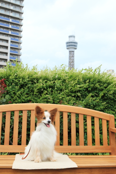 ５月の犬＠写真部 with Kinako