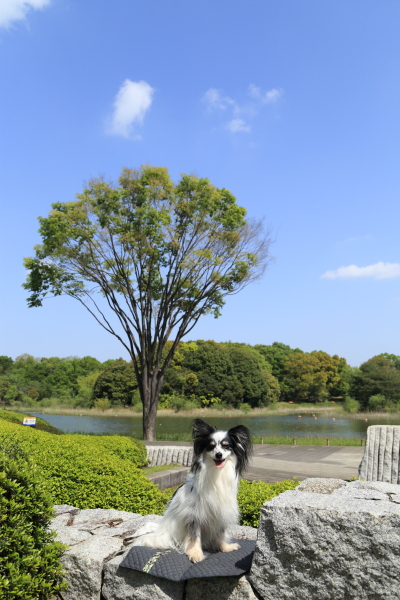 昭和記念公園 2016 with イチロー