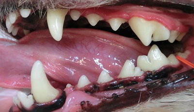 ジャック　犬の歯石除去４