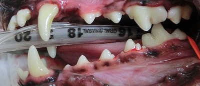 ピーチ　犬の歯石除去４
