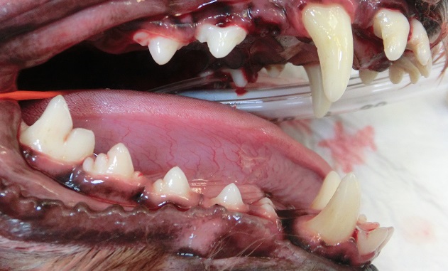 ピーチ　犬の歯石除去３