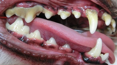 ピーチ　犬の歯石除去１