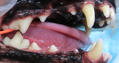 たけ丸　犬の歯石除去４
