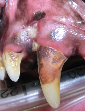 たけ丸　犬の歯石除去３