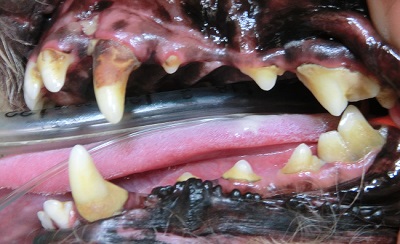 たけ丸　犬の歯石除去２