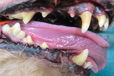 たけ丸　犬の歯石除去１