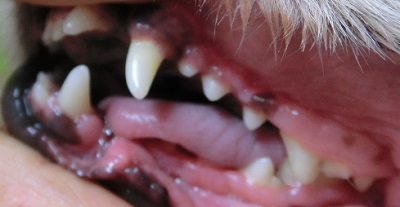 れおんちゃん　犬の歯石除去４