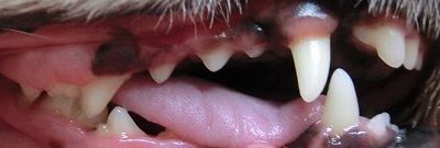 れおんちゃん　犬の歯石除去３