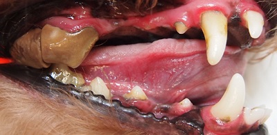 GOROちゃん　犬の歯石除去１