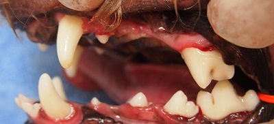GOROちゃん　犬の歯石除去４