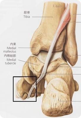 足の親指の痛み・京都・病院・整形外科