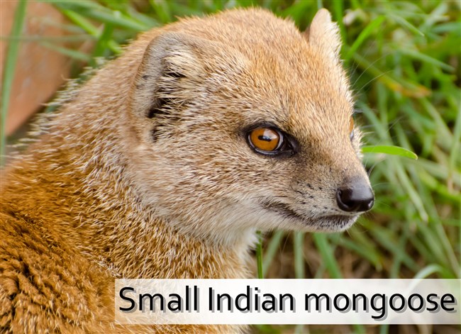 yellow-mongoose-animals.jpg