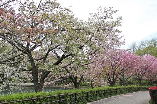 池の畔の八重桜