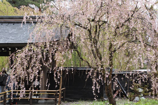 角館の遅咲きの枝垂桜