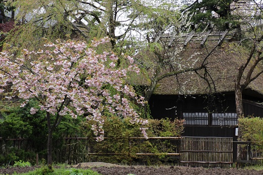 角館の八重桜