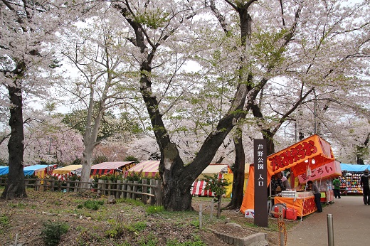 芦野公園桜まつり