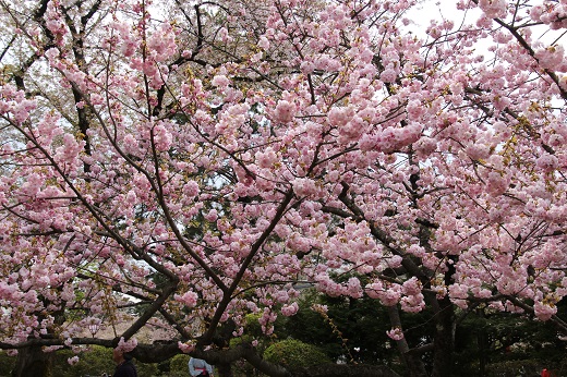 八重桜「東錦」
