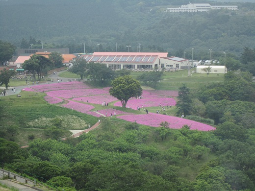 ピンクの花の広場１