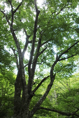 遊歩道のブナの巨木１