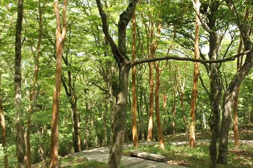 ブナやヒメシャラの自然林１