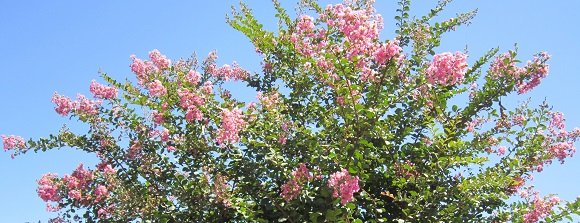 実家の庭に咲くサルスベリ（百日紅）