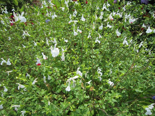 白い花のミント