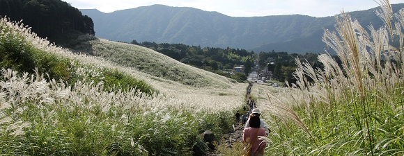 箱根仙石原のススキの風景