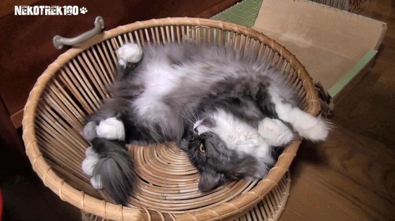 猫ベッドでネムネムのラガマフィン猫レイラ
