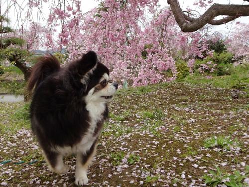 枝垂れ桜の公園で♪