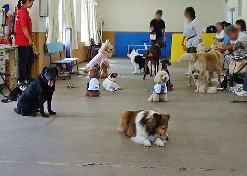 犬の学校