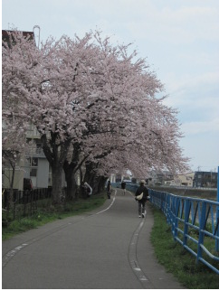 12016桜