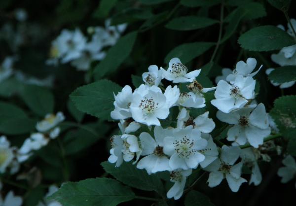 山沿いに咲いてた白い花