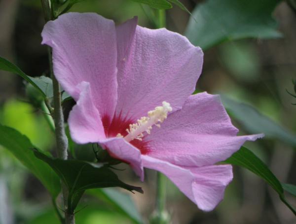 ピンクのムクゲの花