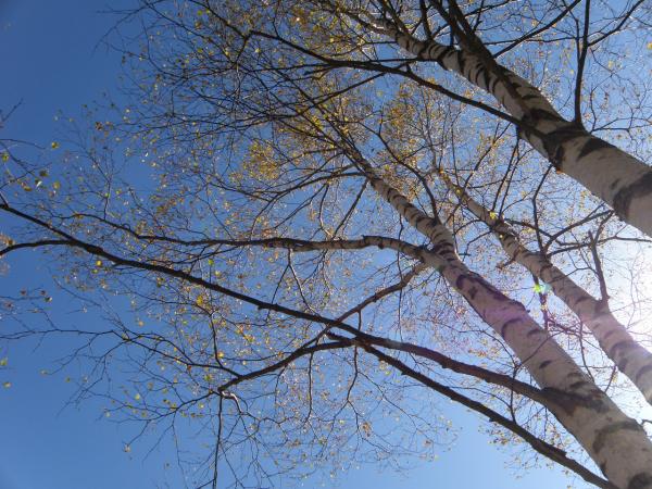 上高地で見たシラカバの木