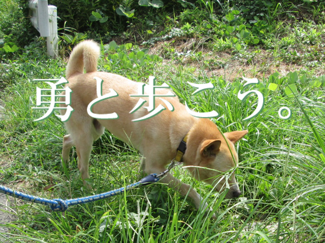 保護犬ブログ25