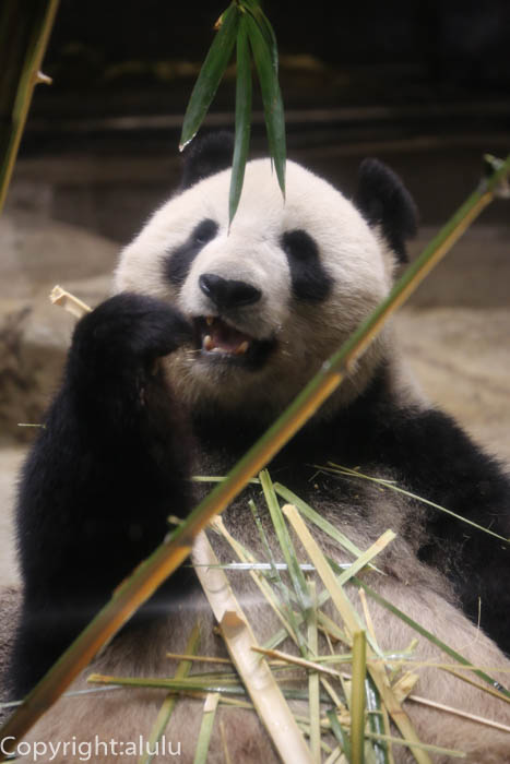 上野動物園　ジャイアントパンダ　画像