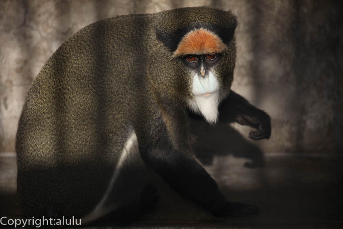 ブラッザグェノン　動物写真　サル